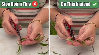 5 Propagation Mistakes I See amp How To Propagate Successfully [upl. by Alasteir]