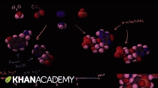 Obelia Characteristics  Life Cycle  Class Bsc Zoology [upl. by Isbel]