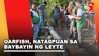 Oarfish natagpuan sa baybayin ng Leyte [upl. by Derinna]