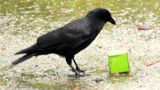 Smart Crow Vs Starbucks Box with Peanuts [upl. by Natsuj848]