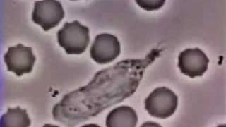 Crawling Neutrophil Chasing a Bacterium Jaws Theme [upl. by Nomzaj]