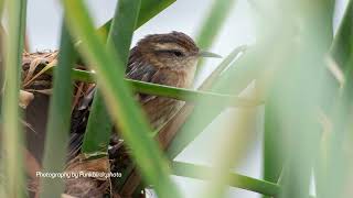 Wren like Rushbird Phleocryptes melanops [upl. by Noiram]