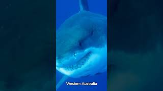 The Largest Great White Shark Ever Recorded Monster in the deep shorts [upl. by Atteloj]