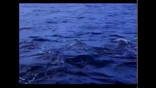 the porpoises of Saut Deau mp4finalmp4 [upl. by Frederik]