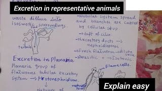 Excretion in representative animalsExcretion in hydraExcretion in PlanariaClass 12Biology [upl. by Aseram]