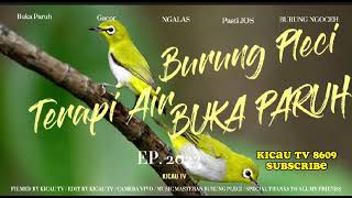 Terapi Air Burung Pleci Dakun Auriventer PASTI NGOTOT NGALAS BUKA PARUH  Zosterops Water Therapy 3 [upl. by Wivinah576]