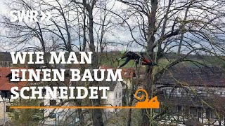 Wie man einen Baum schneidet  SWR Handwerkskunst [upl. by Vocaay]