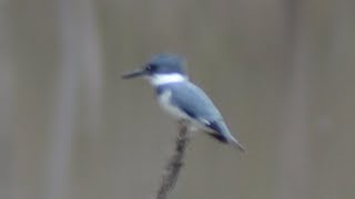 Belted kingfisher call loud sounds as waiting to catch amp eat fish [upl. by Oconnor118]