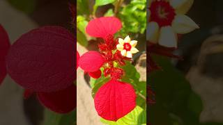 Mussaenda Ret plant garden nature shorts video gardenplants [upl. by Kerwon]