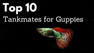 Top 10 Tankmates for Guppies Poecilia reticulata Million Fish [upl. by Toscano880]