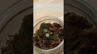 Vlogユキノシタ（Saxifraga stolonifera）成長記録 [upl. by Lorrad]