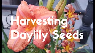 Harvesting Daylily Seeds [upl. by Anilrahc249]