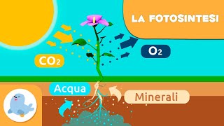 La fotosintesi delle piante  Scienze naturali per bambini [upl. by Ettennek]