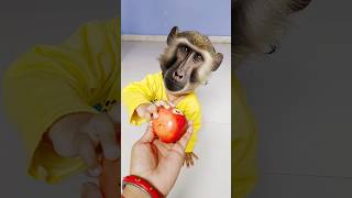 🍎🍑🐒🙈🙉🦍🐒 Bandar mama pahan pajama 🙉🙈🐒🐾🍒🍓💯🔥 viral funny bandar monkey shorts [upl. by Norby]