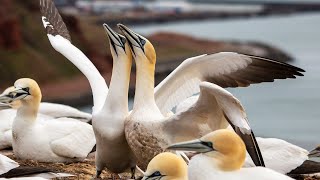 10 Fascinating Facts About the Northern Gannet [upl. by Fronniah]