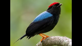 Dancing bird  Lancetailed Manakin [upl. by Merrow]