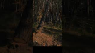 Cutting a Big Tree with a Small Chainsaw CuttingaBigTreewithaSmallChainsaw [upl. by Anohr214]