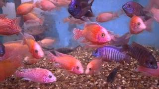 Aulonocara firefish and firefish quot Icequot [upl. by Ruhtracam587]