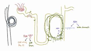 Role of Urea in the Kidney  Part 2 [upl. by Elysia]