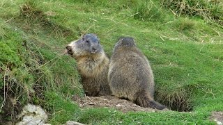 Alpenmurmeltier Murmeltier Marmota – Marmot [upl. by Dunkin]