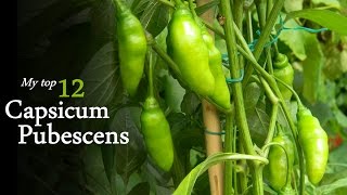 My favorite 12 species of Capsicum Pubescens HD  Chilli Regulus [upl. by Wendolyn]