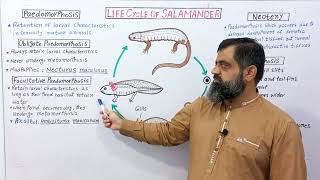 Paedomorphosis UrduHindi medium profmasoodfuzail neoteny paedomorphogenesis salamander [upl. by Asemaj]