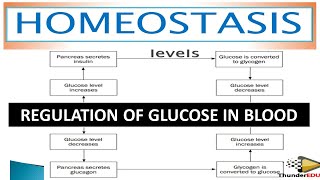 GLUCOSE REGULATION NEGATIVE FEED BACK MECHANISM OF GLUCOSE  HOMEOSTASIS OF GLUCOSE THUNDEREDUC [upl. by Pandora305]