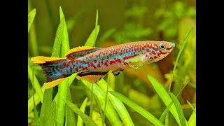 11 different types of Killifish [upl. by Mushro]