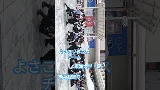 【新潟イベント】新潟県 新潟総踊り 踊り おどり よさこい [upl. by Asirahc684]