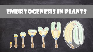 Endosperm  Sexual Reproduction in Flowering Plants  Class 12 Biology 202223 [upl. by Llij]