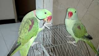 My Beautiful Alexandrine Parrot Talking  UrduHindi [upl. by Rowena354]