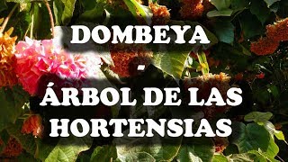 JARDINERIA  Dombeya o Árbol de las Hortensias [upl. by Siriso]