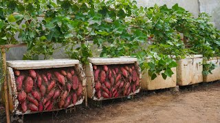 I wish I had known this tip for growing sweet potatoes sooner [upl. by Kippar131]