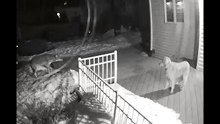 Coyote Chases Family Dog in Rockford Illinois [upl. by Sesiom]