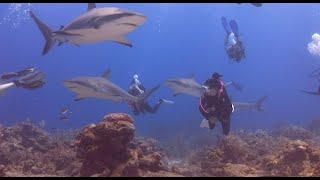 Shark Dive  Roatan Honduras  May 2022 [upl. by Natka]