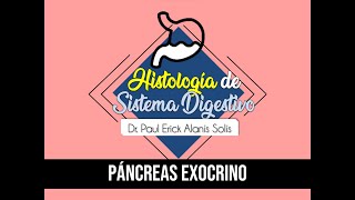 Histología de Sistema Digestivo 12  Páncreas exocrino [upl. by Nancey]