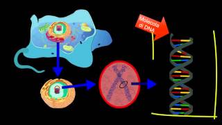 Il DNA  Scienze facili byAP [upl. by Consolata]