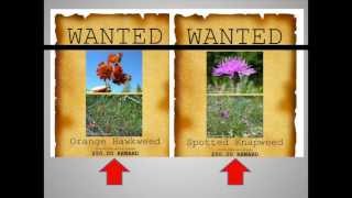 Invasive Plants You Should Know [upl. by Lorenza497]