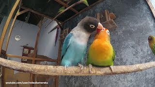 1 Hour Lovebird Sounds  February 8 2019 [upl. by Eatnoed]