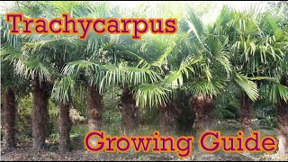 Trachycarpus  Hardy Palm Growing Guide  Chusan Palm [upl. by Valina]