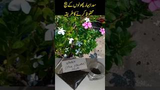 how to collect and save vinca seeds vinca flower garden simplelifestylo viralvideo shorts [upl. by Faruq]