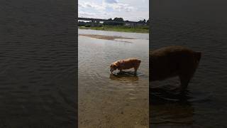 Tasting water of Loire river [upl. by Wivina]