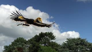 Hornbill fly by in slowmotion [upl. by Arimas971]