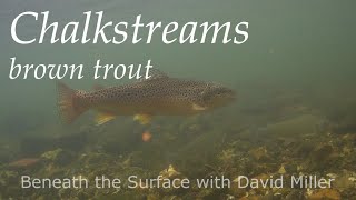 Secrets of an English chalkstream [upl. by Erick]