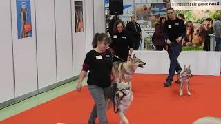 チェコスロバキアン・ウルフドッグのプレゼンテーション Czechoslovakian Wolfdog Breed presentation 2019 0202 [upl. by Orodisi556]