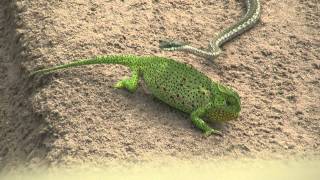 Chameleon v snake HD [upl. by Loutitia37]