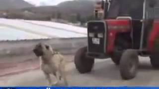 Turkish Dog Kangal Pulls the 35 Ton Tractor [upl. by Celina299]