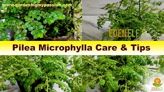 Pilea Microphylla Artillery plant care amp Tips [upl. by Ahsiekam154]