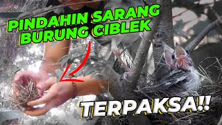 ANGIN LAGI KENCENG SARANG CIBLEK MAU JATUH [upl. by Cilla]