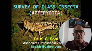 CLASSIFICATION OF INSECTAAPTERYGOTA [upl. by John843]